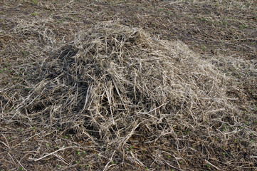 Soybean straw in field