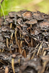 Inedible mushrooms in the forest