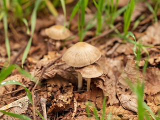 Inedible mushrooms in the forest