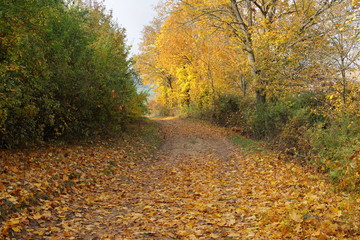 Fototapeta premium herbst