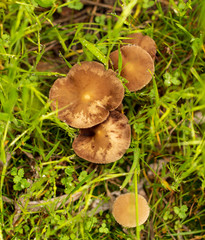 Inedible mushrooms in the forest