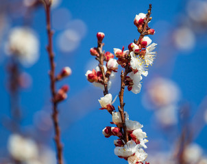 Red flowers on apricot branches in spring