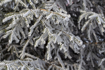 Frozen branches on a pine in the forest in winter