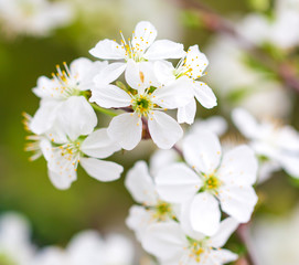 Fototapeta premium Flowers on the branches of cherry in spring