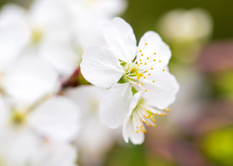 Flowers on the branches of cherry in spring