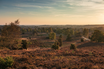 Landscape of Lueneburg Heath in sunlight, Germany