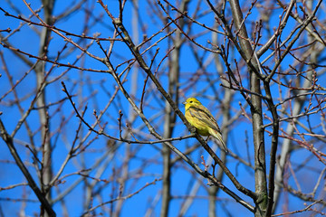 Goldammer im Frühjahr