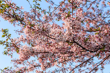 Beautiful cherry blossom (sakura) in blue sky in Kumamoto, Japan