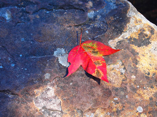 red maple leaf on the rock