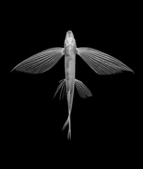 flying fish on black background, isolated