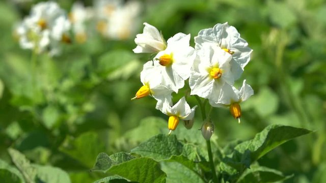 Flora, Potato Solanum tuberosum