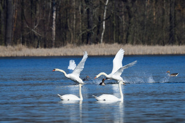 Höckerschwäne im Frühjahr