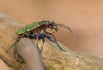 Green tiger beetle Cicindela campestris in Czech Republic