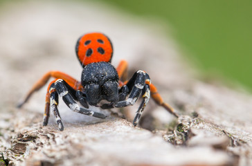 A male Ladybird spider Eresus moravicus in Czech Republic