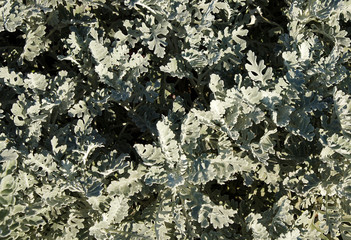 Jacobaea maritima or Silver Ragwort