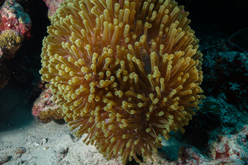 Naklejka na ściany i meble Anemone Coral and fish at the Maldives