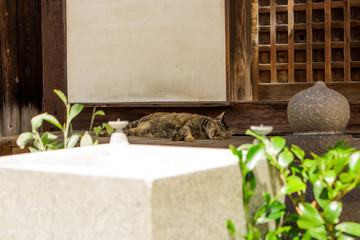 Cute cat sleeping on engawa (wooden-floored corridor) in old Japanese temple in Hiroshima, Japan.