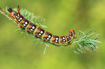 Naklejka premium Spurge hawk-moth Hyles euphorbiae in Czech Republic