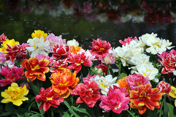 Colorful peony tulips near water
