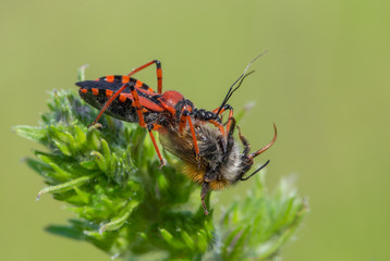 Assassin bug Rhynocoris iracundus in Czech Republic