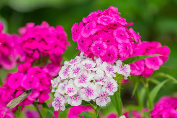 Natural sprong background. Beautiful blooming pink phloxes in the garden