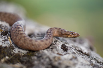 Smooth snake, Coronella austriaca, in Czech Republic