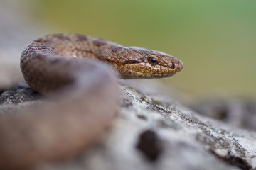 Smooth snake, Coronella austriaca, in Czech Republic