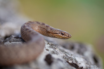 Smooth snake, Coronella austriaca, in Czech Republic