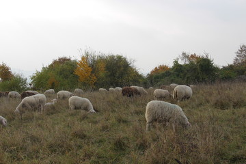 Obraz premium schaf und ziege