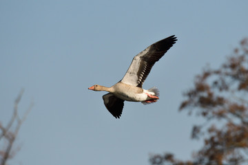 Graugänse im Frühjahr