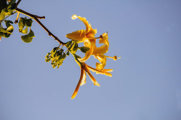 Drunk stick flower. Ceiba Speciosa, or silk thread, from the same family as the baobab, with a...