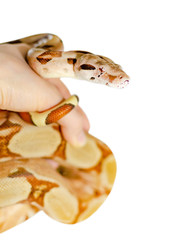 Boa constrictor imperator salmon.  Exotic animals in the human environment. Snake isolated on a white background.