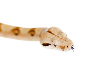 Boa constrictor imperator salmon.  Exotic animals in the human environment. Snake isolated on a white background.