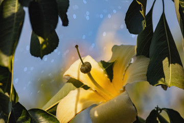 Drunk stick flower. Ceiba Speciosa, or silk thread, from the same family as the baobab, with a...