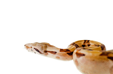 Obraz premium Boa constrictor imperator salmon. Exotic animals in the human environment. Snake isolated on a white background.