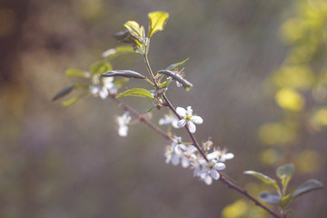 branch of a tree in spring