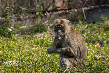 macaque monkey