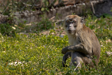 Naklejka na ściany i meble macaque monkey