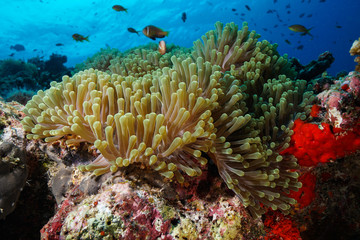 Fototapeta na wymiar Anemone Coral and fish at the Maldives