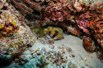 Puffer fish at the Maldives