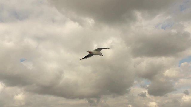 Big flying seagull birg on a background of cloudy sky . Slow motion, Full HD video, 240fps, 1080p.