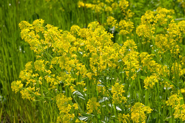 Obraz premium Yellow flower