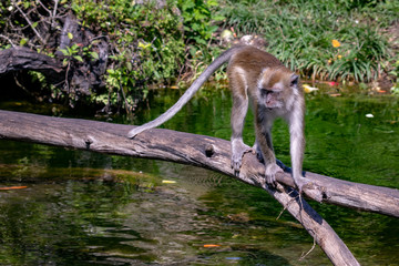 macaque monkey