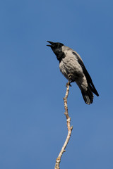 Crow Screaming. Hooded Crow and Blue Sky