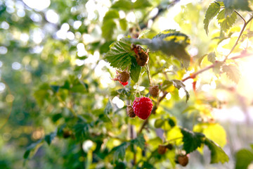Organic raspberries in Nature