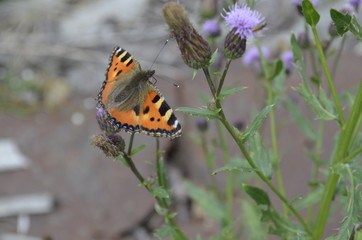 butterfly