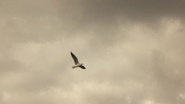 Single bird flying on a cloudy sunset sky. Slow motion, Full HD video, 240fps, 1080p