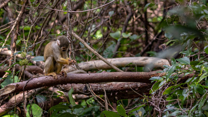 Squirrel Monkey