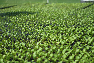 Selective Close-up of green seedling. Green salad growing from seed Farm garden in a greenhouse with watering plants. Stock background, photo