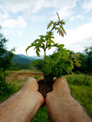 Little tree among human hands